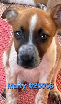 Rescue Mixed Breed Dogs for Adoption in Mexia, Texas - Marty | PetCurious