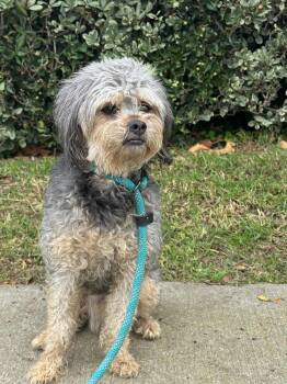 Rescue Havanese and Lhasa Apso Dogs for Adoption in Newport Beach, California - Oscar | PetCurious