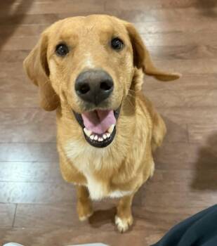 Golden Retriever and Labrador Retriever Dogs Available for Adoption in Hillside, Illinois - Johnny | PetCurious
