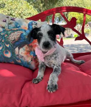 Mattie -  Cockapoo and Terrier Dog for Adoption in Temecula, California - Mattie | PetCurious