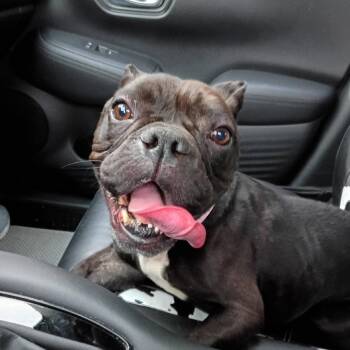 Mixed Breed Dogs Available for Adoption in Dickinson, Texas - Carly | PetCurious