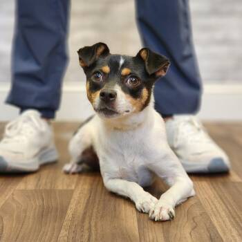 Loli -  Chihuahua Dog for Adoption in Montgomery, Alabama - Loli | PetCurious