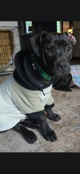 John -  Pit Bull Terrier Dog for Adoption in Tulsa, Oklahoma - John | PetCurious