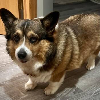 Emma D12915 -  Corgi Dog for Adoption - Emma D12915 | PetCurious