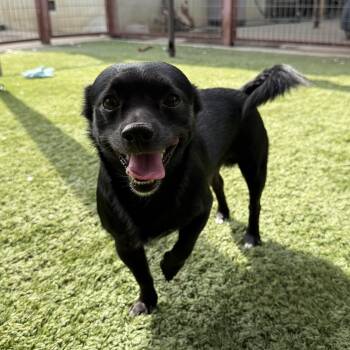 Romeo 2 -  Rat Terrier and Chihuahua Dog for Adoption in Modesto, California - Romeo 2 | PetCurious