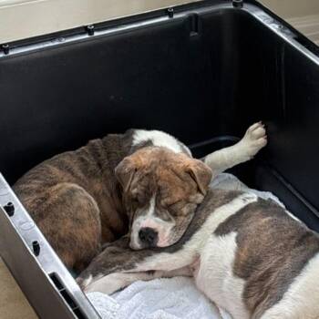 Shar Pei and Terrier Dogs Available for Adoption in Raleigh, North Carolina - Squish | PetCurious