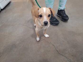 Mixed Breed Dogs Available for Adoption - SCRAPPY | PetCurious