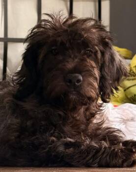 Goldendoodle Dogs Available for Adoption in Dorr, Michigan - Lady Danbury | PetCurious