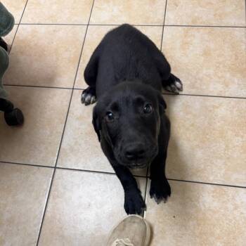 Black Labrador Retriever Dogs Available for Adoption in Pekin, Illinois - Flair | PetCurious