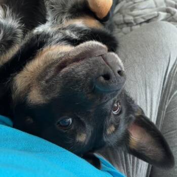 Australian Cattle Dog Blue Heeler and Australian Kelpie Dogs Available for Adoption in Roanoke, Virginia - Ruby | PetCurious