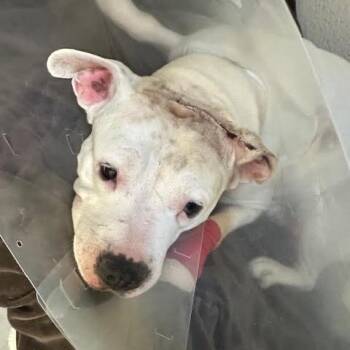 Mixed Breed Dogs Available for Adoption - Squeaks | PetCurious