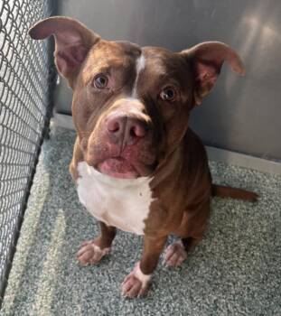 Rescue Pit Bull Terrier and Mixed Breed Dogs for Adoption in Salisbury, North Carolina - GAVIN | PetCurious