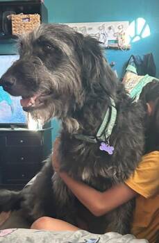 Felicia -  Terrier and Mixed Breed Dog for Adoption in Fort Worth, Texas - Felicia | PetCurious