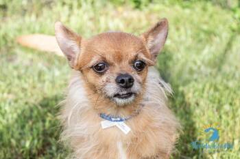 Rescue Chihuahua Dogs for Adoption in Cape Coral, Florida - Clyde | PetCurious