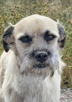 Sir Charles -  Border Terrier and Schnauzer Dog for Adoption in Littleton, Colorado - Sir Charles | PetCurious