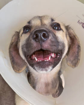 Rescue Mixed Breed Dogs for Adoption in Leander, Texas - Ahsoka | PetCurious