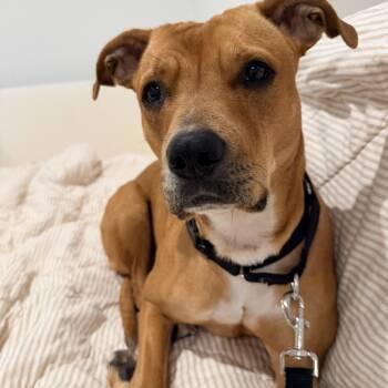 Zoe FKA Obsidian -  Mixed Breed Dog Available for Adoption in Vassalboro, Maine - Zoe FKA Obsidian | PetCurious