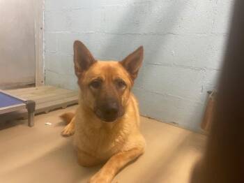 Shepherd and Mixed Breed Dogs Available for Adoption in Blountville, Tennessee - Rex | PetCurious