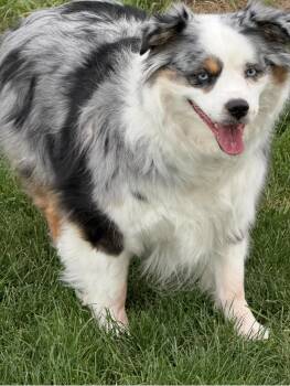 Aspen -  Australian Shepherd Dog for Adoption in Hooper, Nebraska - Aspen | PetCurious