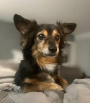 Lucky Bonded with Ginger -  Dachshund and Chihuahua Dog for Adoption - Lucky Bonded With Ginger | PetCurious