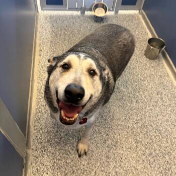 Labrador Retriever and Husky Dogs Available for Adoption - Marley | PetCurious