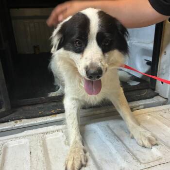Zero -  Mixed Breed Dog for Adoption in Gadsden, Alabama - Zero | PetCurious