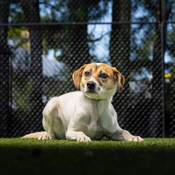 Mixed Breed Dogs Available for Adoption in Jupiter, Florida - Brandy | PetCurious