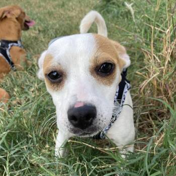 Rescue Chihuahua Dogs for Adoption in Warren, Rhode Island - Phantom | PetCurious