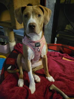 Rescue Pit Bull Terrier Dogs for Adoption in Tonawanda, New York - Quinn | PetCurious