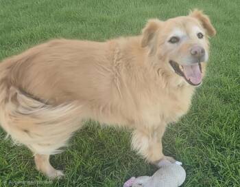 RANDY -  Golden Retriever and Chow Chow Dog for Adoption in Albuquerque, New Mexico - RANDY | PetCurious