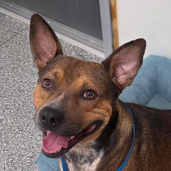 Deacon -  Terrier and German Shepherd Dog Dog for Adoption in Bronson, Florida - Deacon | PetCurious