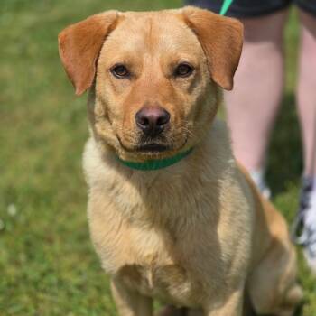 Mixed Breed Dogs Available for Adoption in Corinth, Mississippi - Buddy | PetCurious