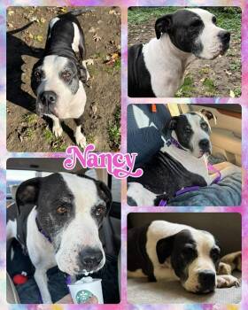 Rescue Mixed Breed Dogs for Adoption in Lancaster, New York - Nancy | PetCurious