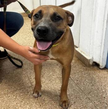 Pit Bull Terrier and Mixed Breed Dogs Available for Adoption in Roanoke, Virginia - Patron | PetCurious