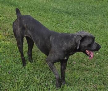 Pen 143d Sloane -  Cane Corso Dog for Adoption in Lawrenceville, Georgia - Pen 143d Sloane | PetCurious