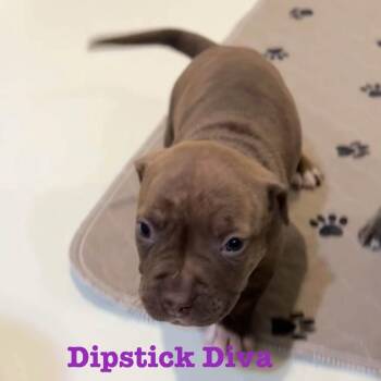 Dipstick Diva -  American Staffordshire Terrier and Mixed Breed Dog for Adoption in Olathe, Kansas - Dipstick Diva | PetCurious