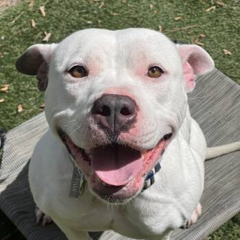 Abbie -  Pit Bull Terrier Dog for Adoption in Richmond, Virginia - Abbie | PetCurious