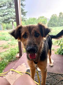 Denzel -  German Shepherd Dog and Terrier Dog for Adoption in Thornton, Colorado - Denzel | PetCurious