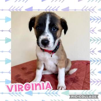 Virginia -  Shepherd and Labrador Retriever Dog for Adoption in Ringwood, New Jersey - Virginia | PetCurious