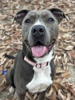 Rescue American Staffordshire Terrier and Mixed Breed Dogs for Adoption in San Antonio, Texas - Zephyr | PetCurious