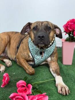 Lila-One of our Amazing Rescue Dogs -  Pit Bull Terrier and Dutch Shepherd Dog for Adoption in Carlsbad, California - Lila-One Of Our Amazing Rescue Dogs | PetCurious
