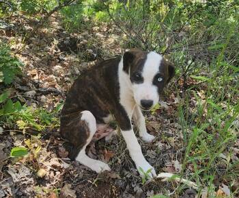 Grizz -  Pit Bull Terrier and Australian Cattle Dog Blue Heeler Dog for Adoption in Goldendale, Washington - Grizz | PetCurious