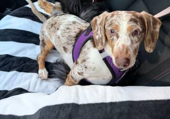 Sandy -  Dachshund Dog for Adoption in Walker, Louisiana - Sandy | PetCurious