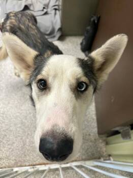 Husky and Borzoi Dogs Available for Adoption - Chewbarker | PetCurious