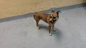 RUCHE -  Pit Bull Terrier and Mixed Breed Dog for Adoption in Tulsa, Oklahoma - RUCHE | PetCurious