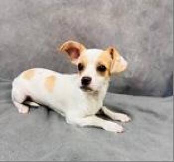 Freckle -  Chihuahua Dog for Adoption in Portland, Maine - Freckle | PetCurious