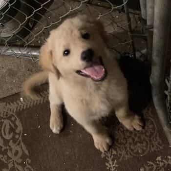 Ross -  Poodle and Golden Retriever Dog for Adoption in Grand Rapids, Minnesota - Ross | PetCurious