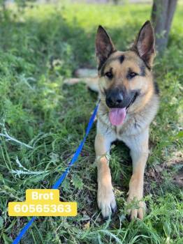 German Shepherd Dog Dogs Available for Adoption in Greeneville, Tennessee - Broc  | PetCurious