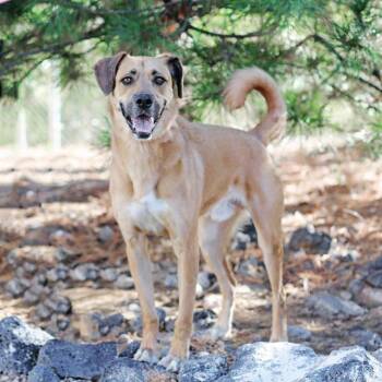 BEN -  Labrador Retriever and German Shepherd Dog Dog for Adoption in Albuquerque, New Mexico - BEN | PetCurious