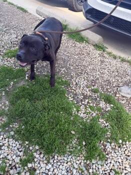 Pit Bull Terrier Dogs Available for Adoption in Marion, Ohio - Shakira | PetCurious